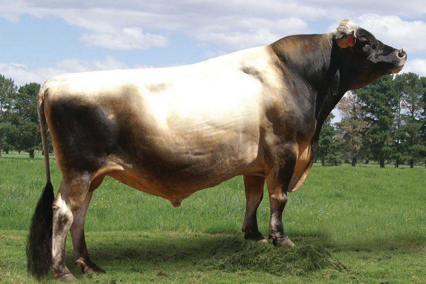 States - ** UPDATE - the bull has now been located and is safely in a ...
