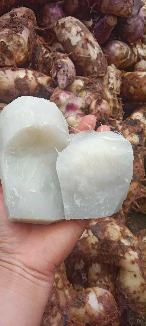 CỦ RONG GIỀNG | Facebook