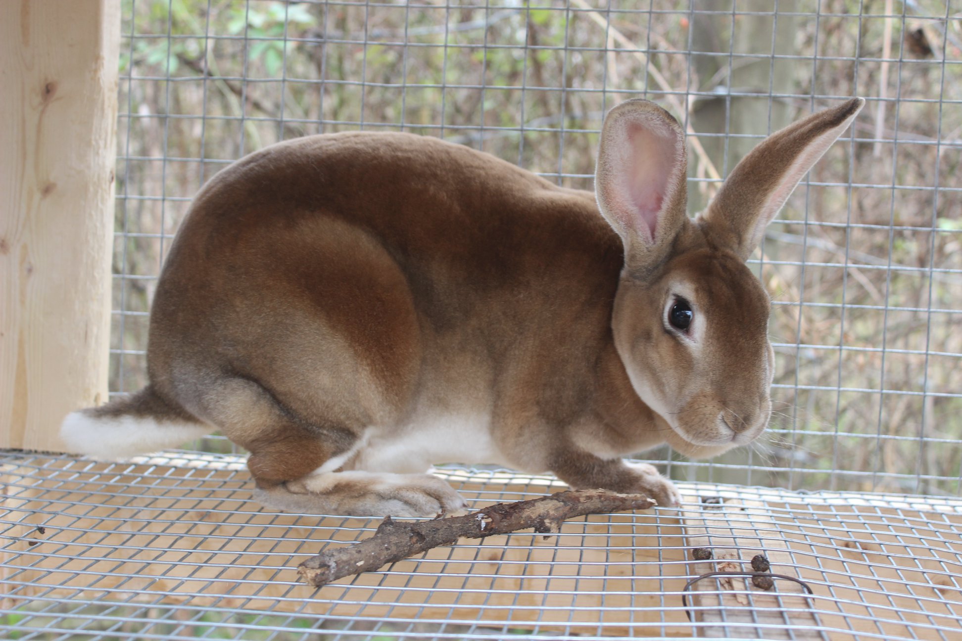 Standard Rex Rabbits Kentucky