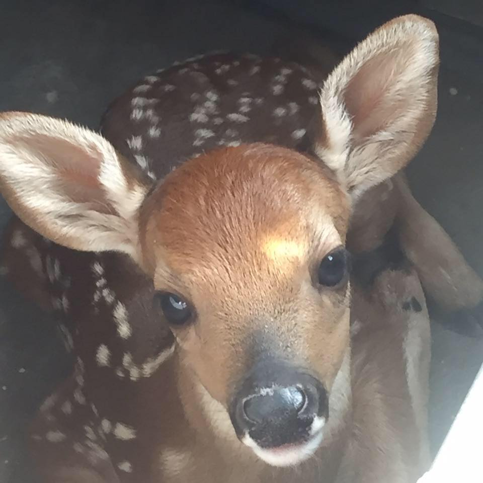 Meet Steven... - Blue Ridge Wildlife Rehabilitation of NC | Facebook
