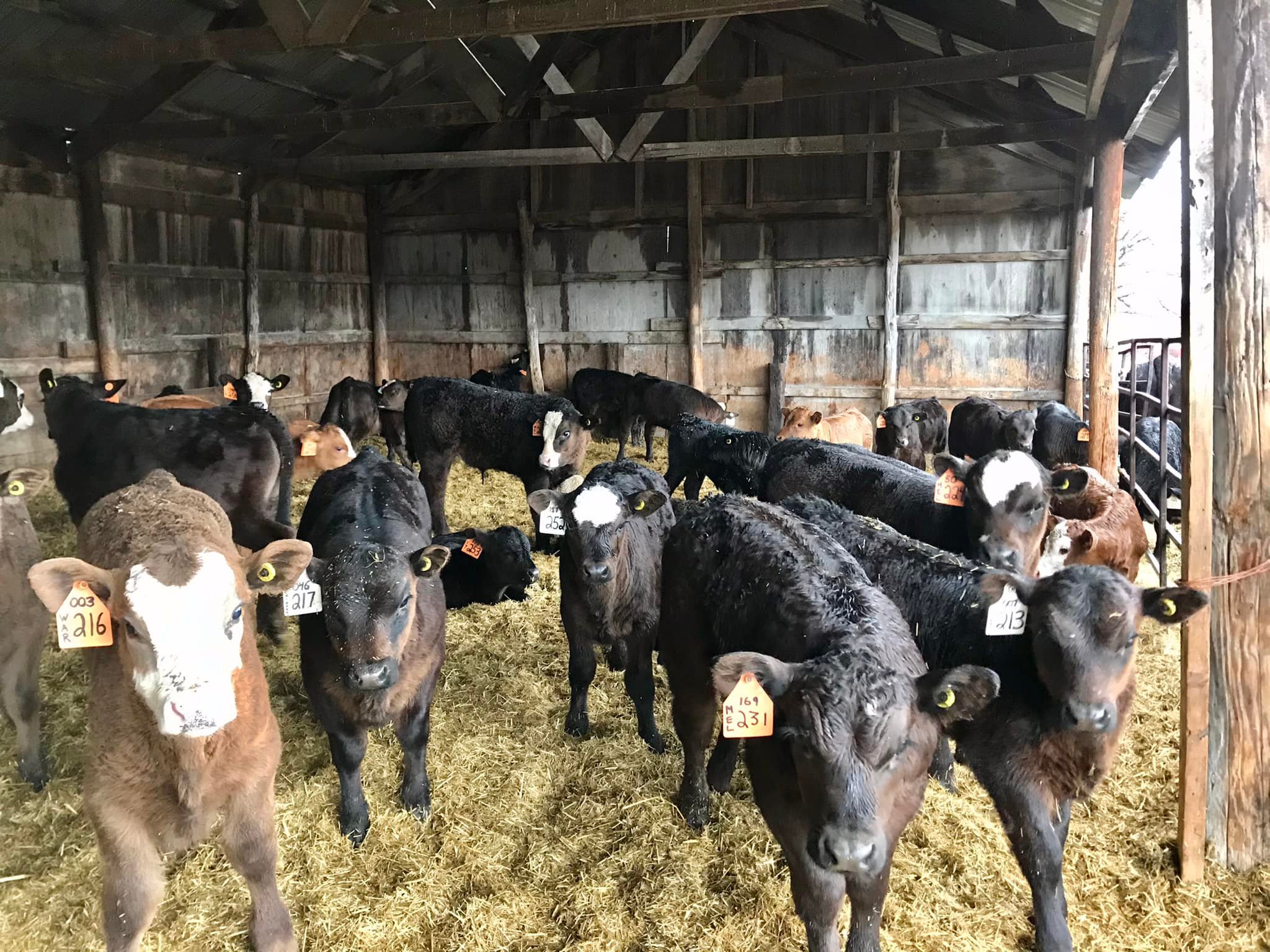 Roots Ranch - The calves are enjoying their calf shelter...
