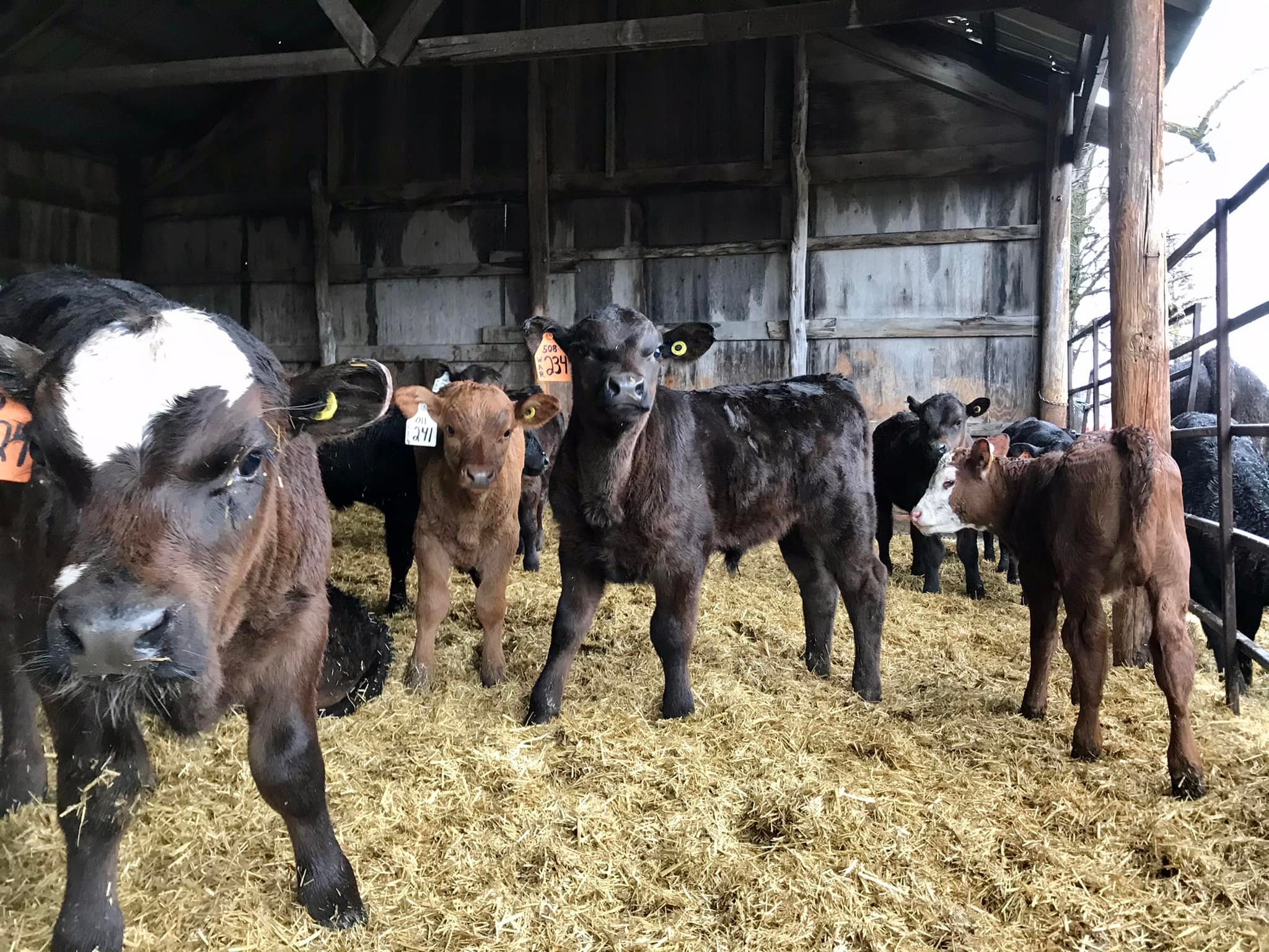 Roots Ranch - The calves are enjoying their calf shelter...