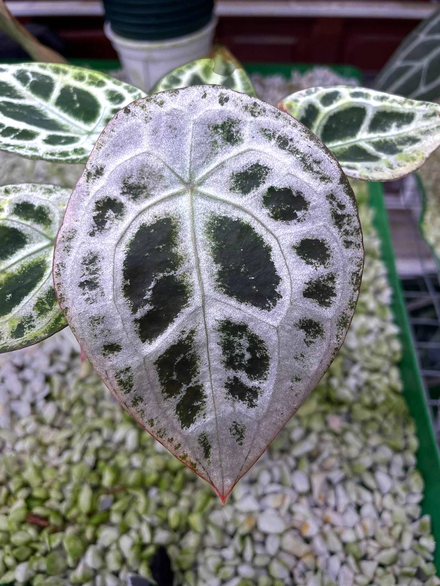 3 TYPES OF ANTHURIUM SHIELD Diamond Shield (SSS) Red dot Shield