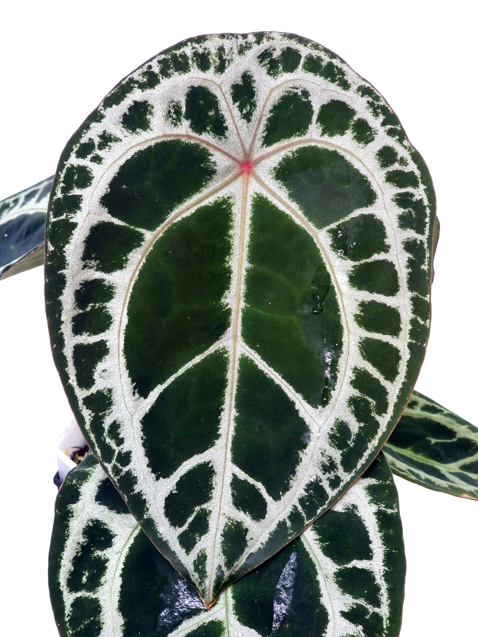 3 TYPES OF ANTHURIUM SHIELD Diamond Shield (SSS) Red dot Shield