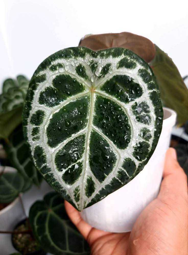 3 TYPES OF ANTHURIUM SHIELD Diamond Shield (SSS) Red dot Shield