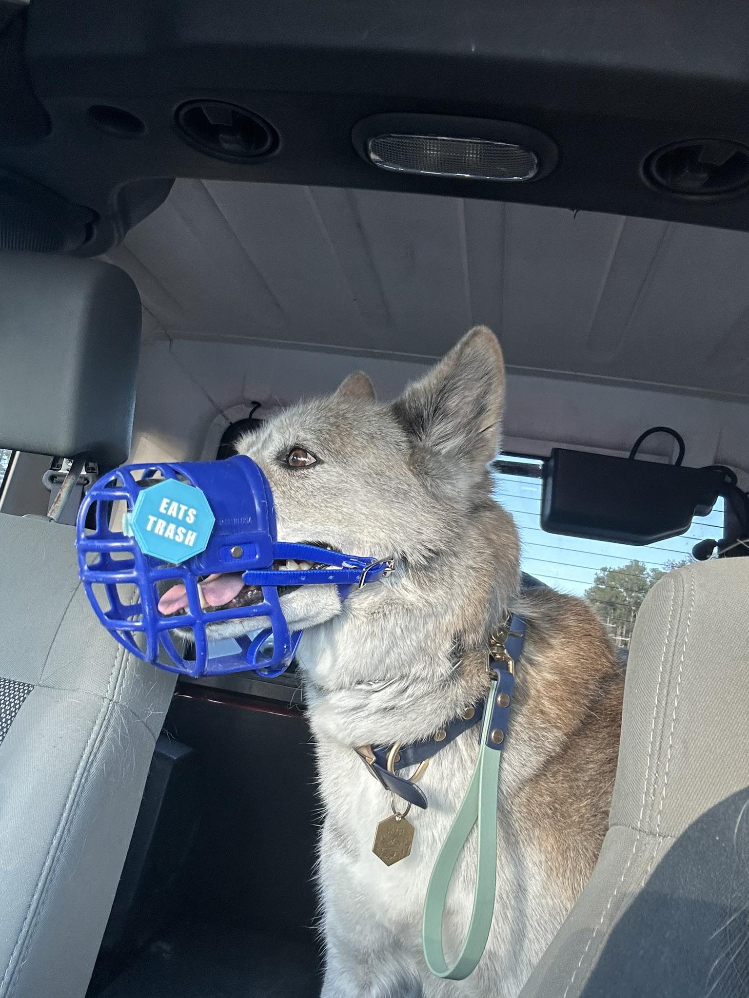 Respecting muzzled dogs like Sargent Leroy in public