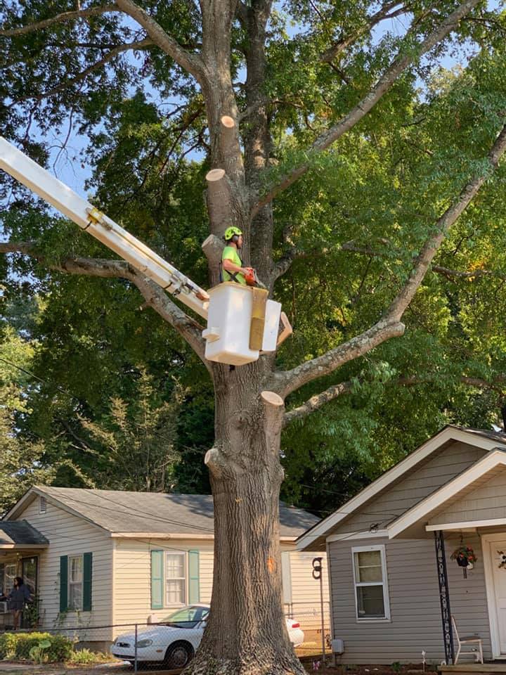 Five Points Tree Service | Huntsville AL
