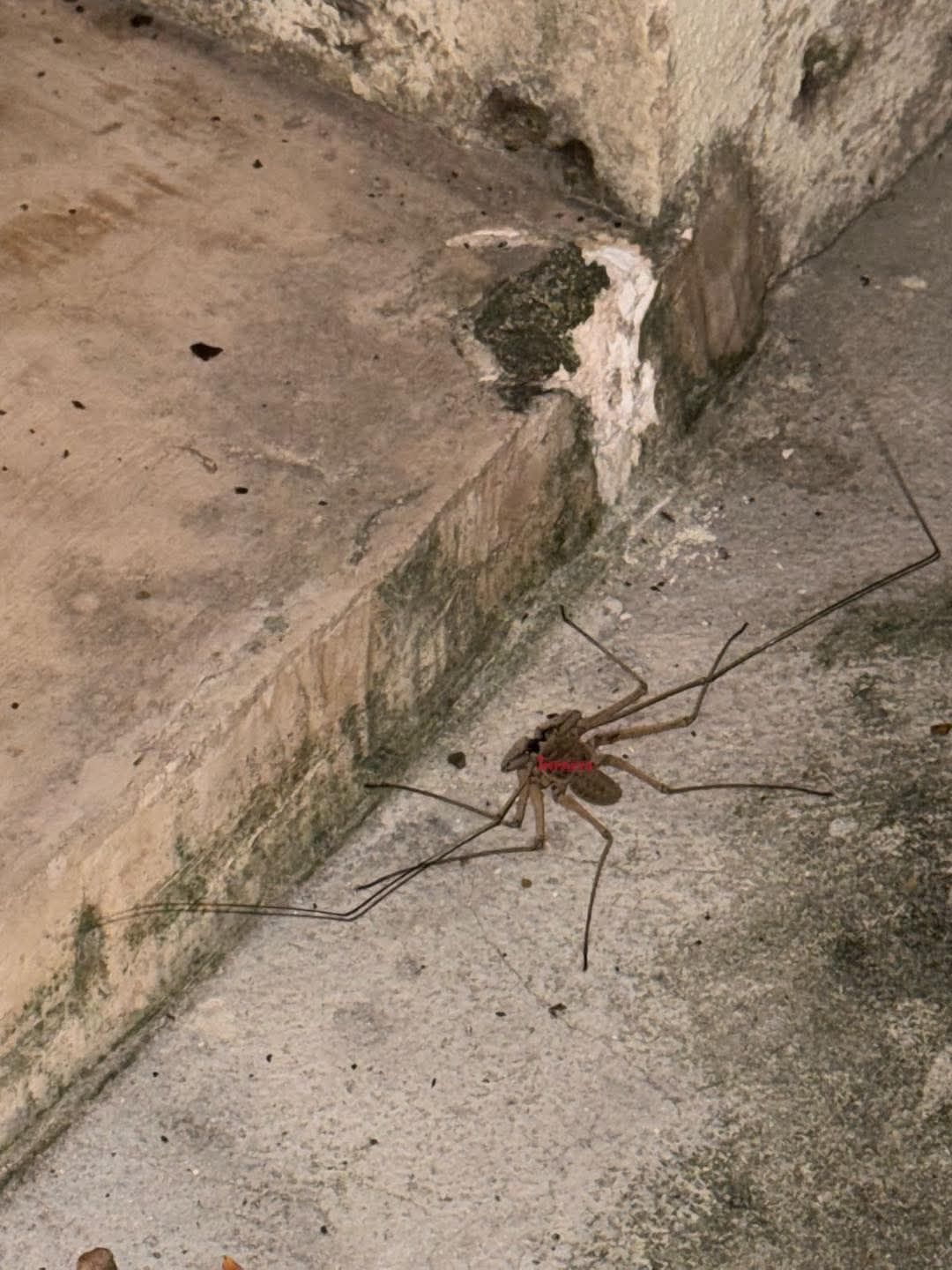 Loida - 🕸️Soy la araña patonas (Pholcus phalangioides), la que ves en ...