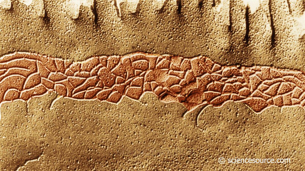 Science Source Images - Zonula occludens... where cells meet ...