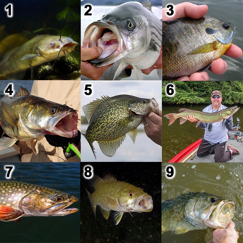 NC - North Carolina is a paradise for anglers. Which of these native ...