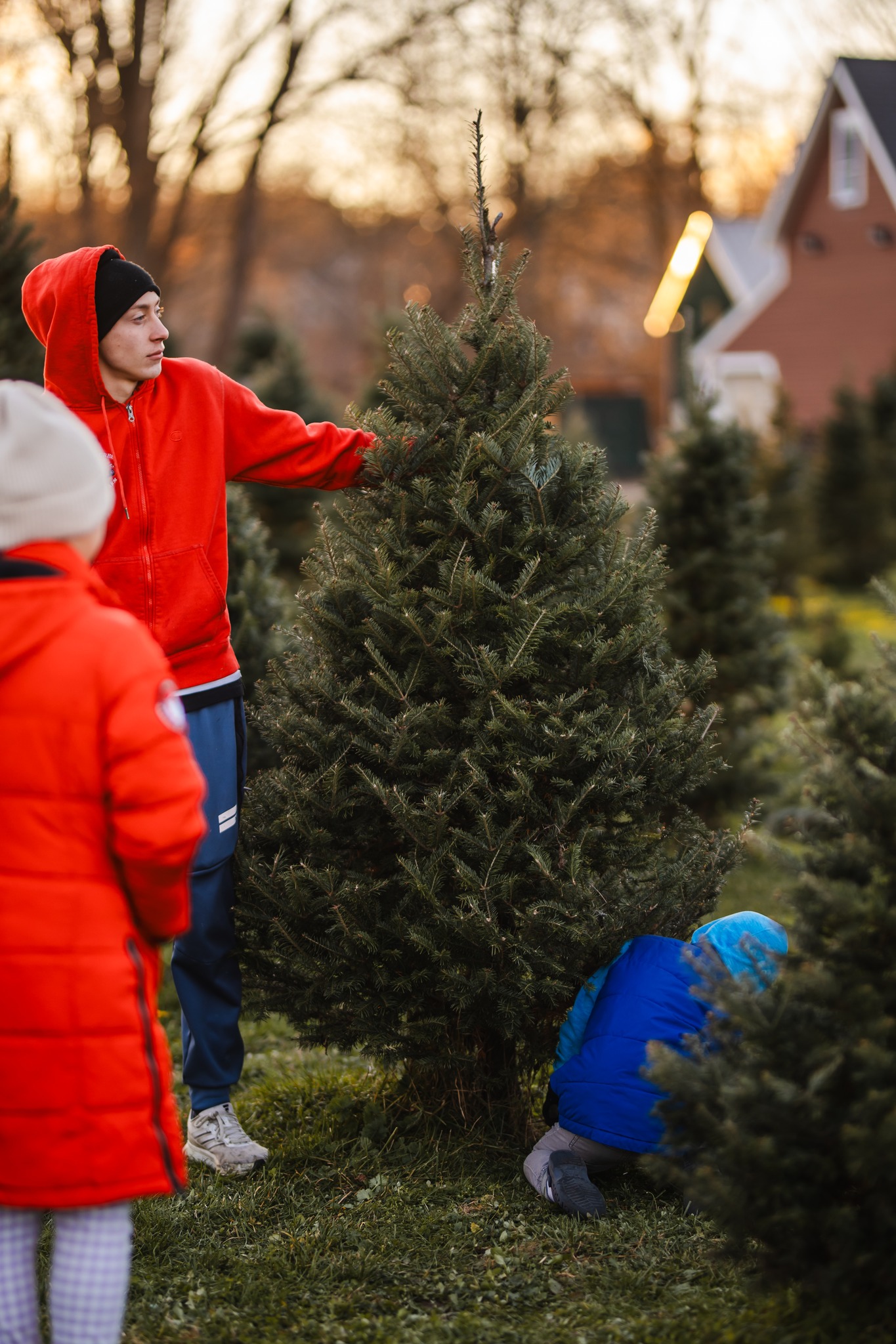 Mistletoe Acres Tree Farm