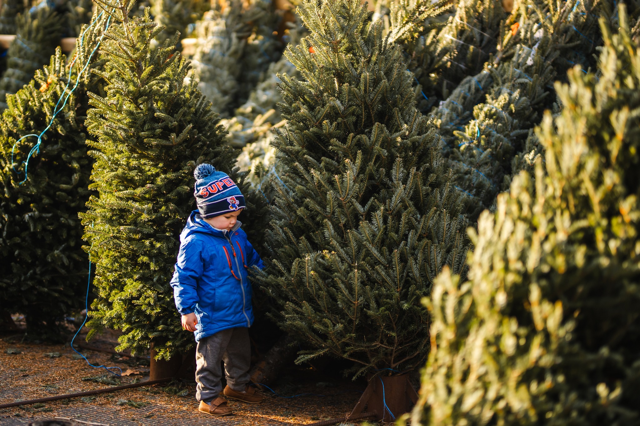 Mistletoe Acres Tree Farm