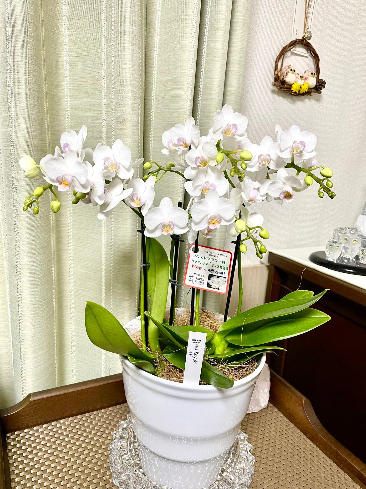 花 JAPAN FLOWERでW受賞