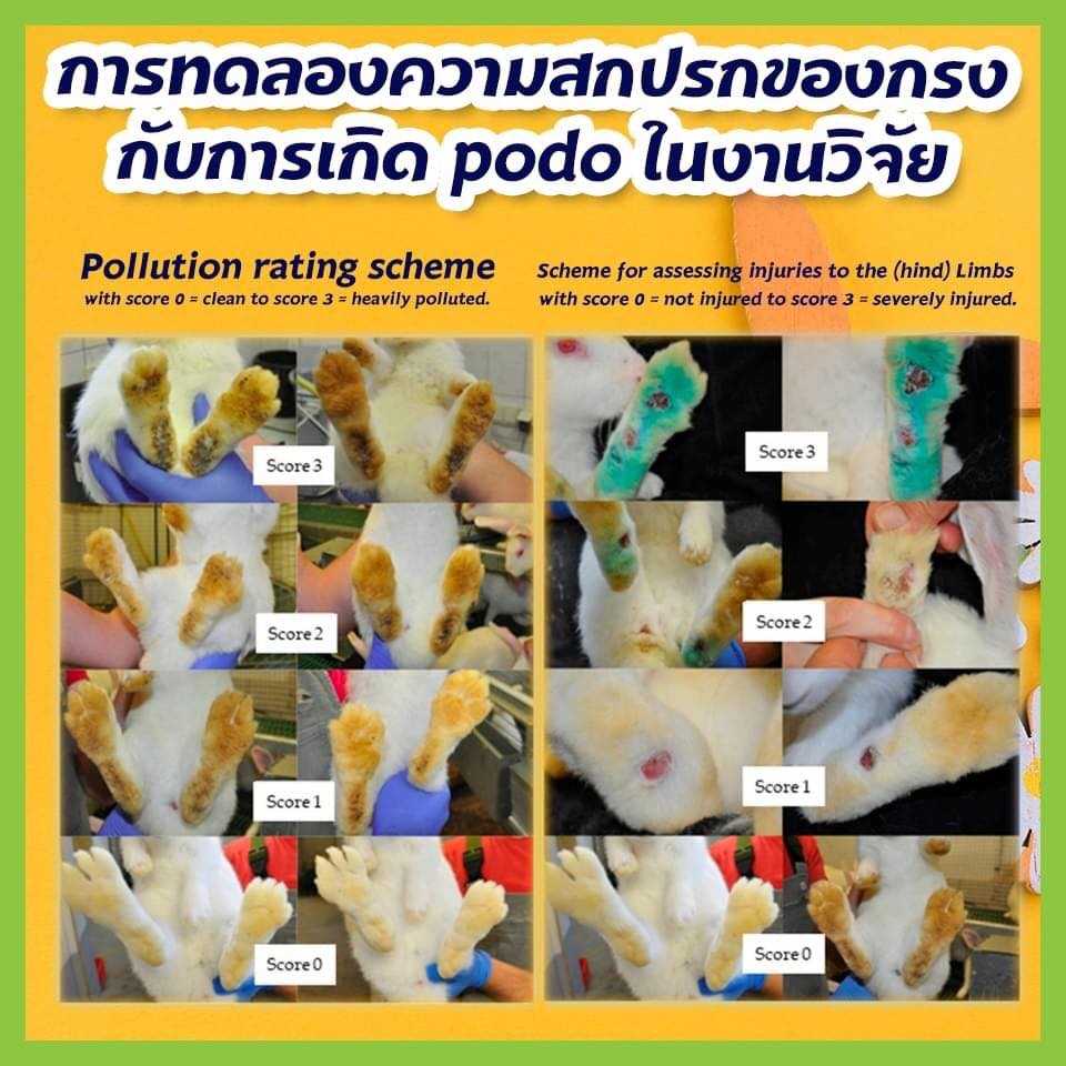 ...Pododermatitis in rabbit... - สถานพยาบาลสัตว์ อมตะ บ่อวิน | Facebook