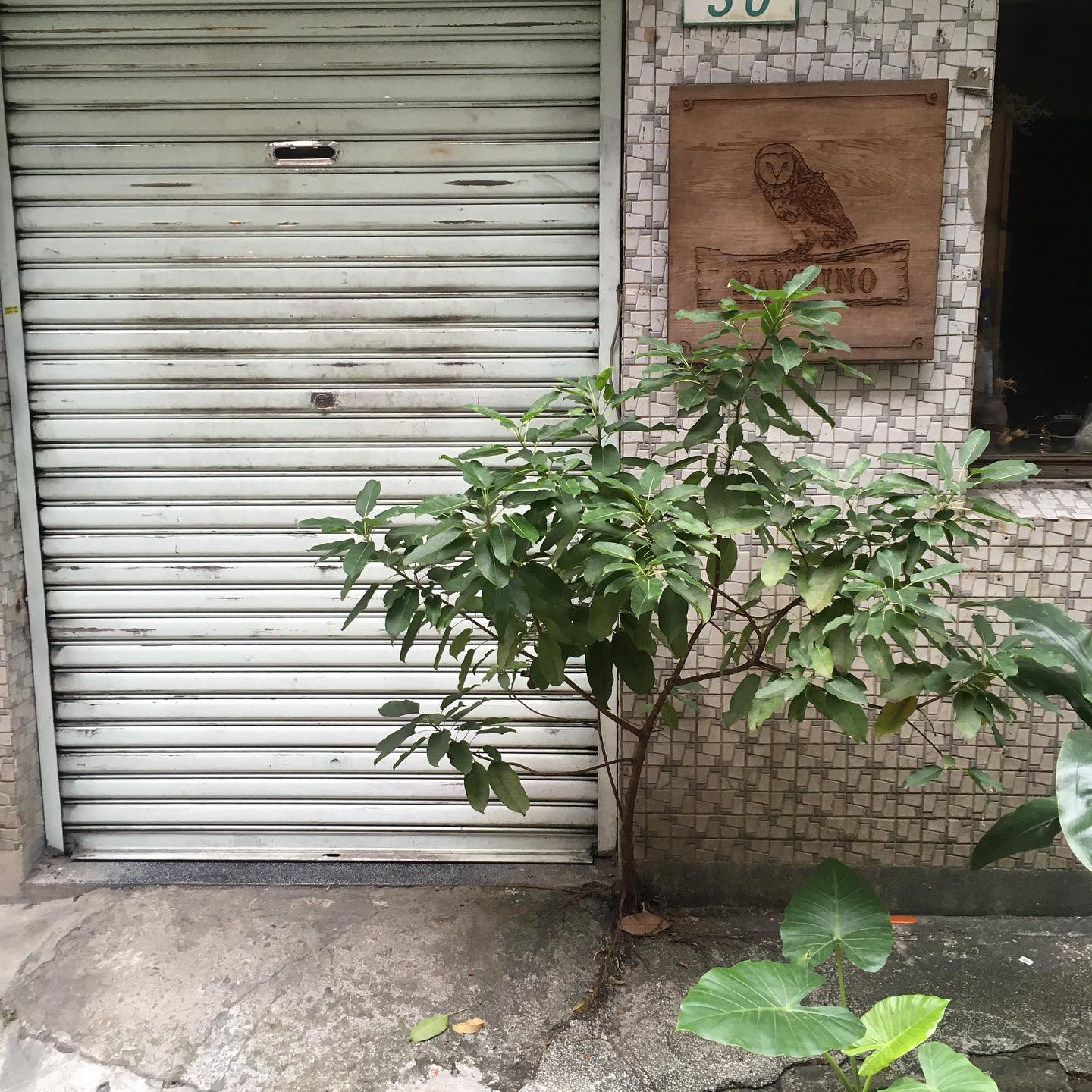 台湾 合歓山植物観察ツアー 報告 その５ 台北の日曜花市 樹木好き I Love Trees
