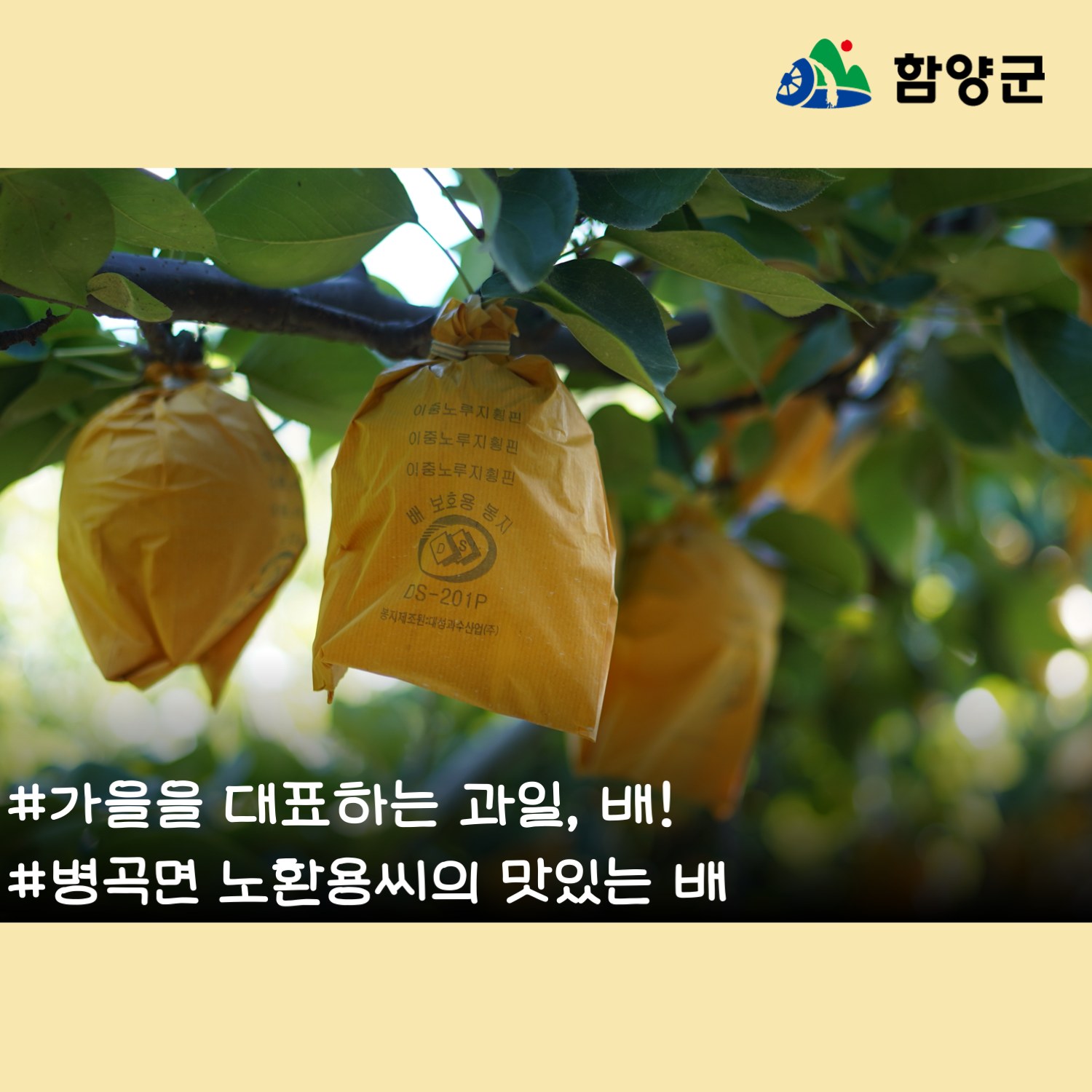 함양군 - 🍐 가을을 대표하는 과일, 배! 가을이 찾아왔습니다. 가을하면 배! 배가 탐스럽게... | Facebook