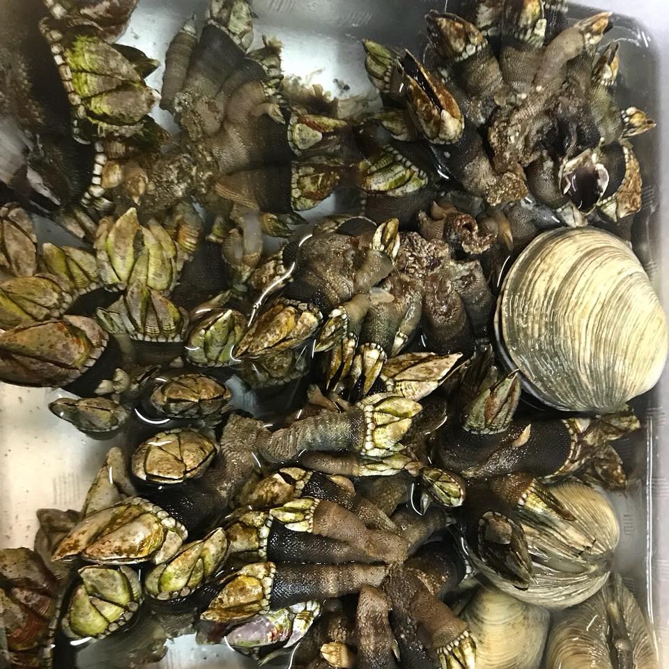 鉄板焼き ぼて久 本日大アサリ 生牡蠣 亀の手入りました Facebook