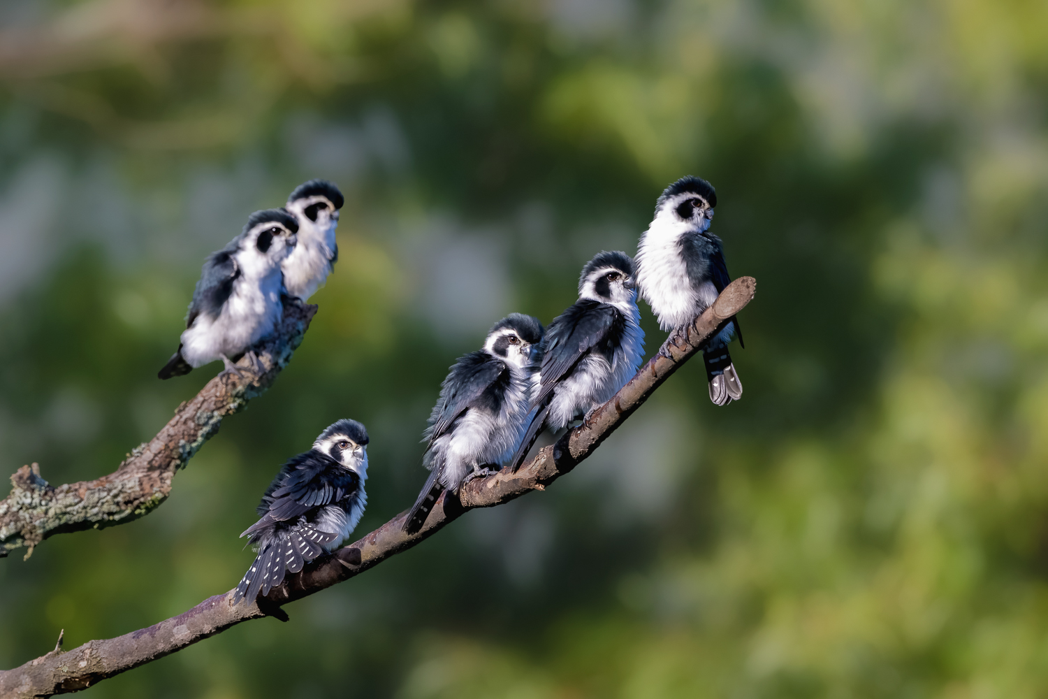 Lin - Pied Falconets (白腿小隼,Microhierax melanoleucos) -- ridiculously ...