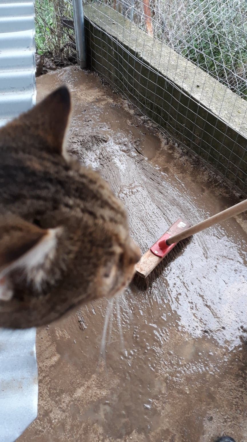 Aidons Les Animaux Help A Greek Stray