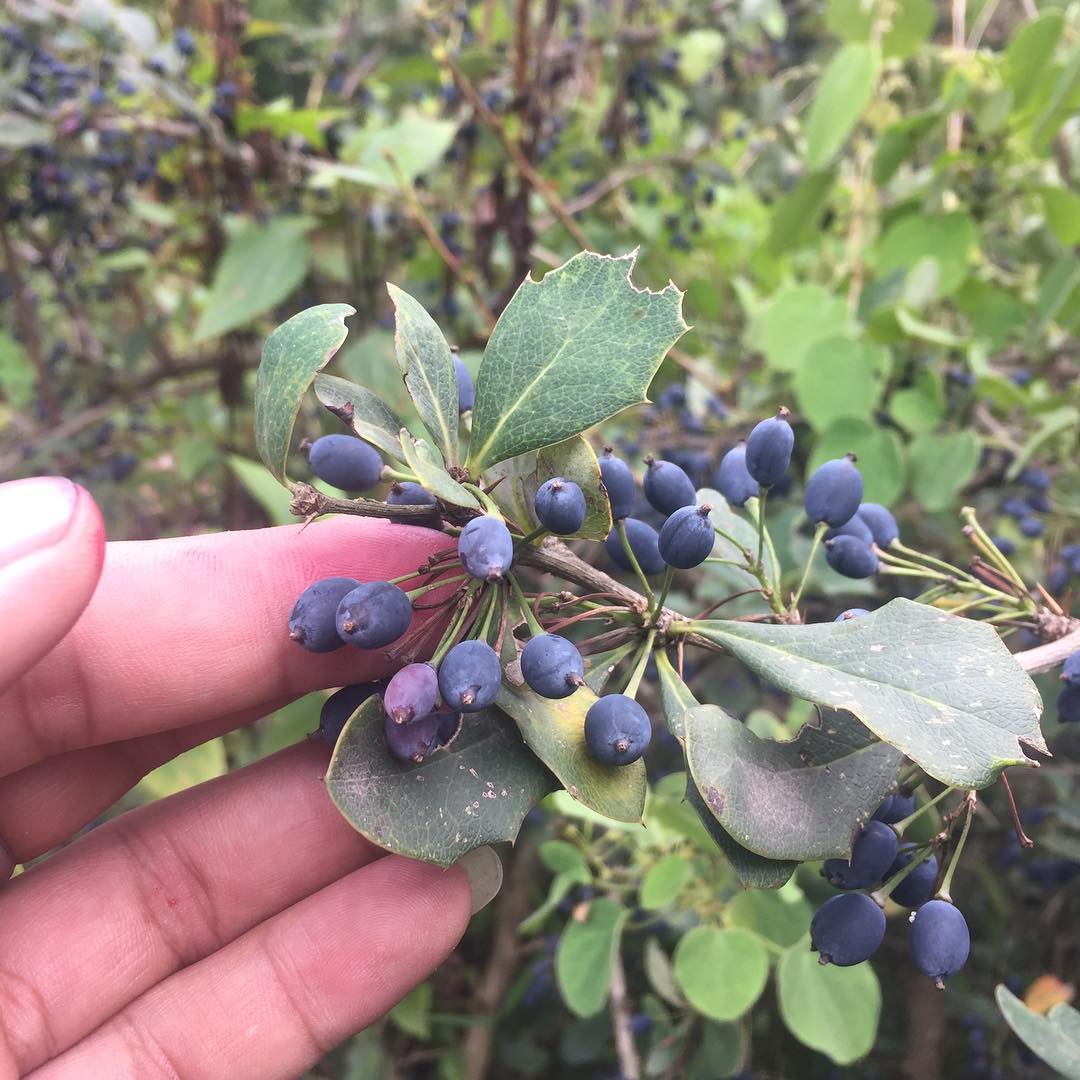 Berberis aristata Berberi Fruit known... - Think like a Plant | Facebook