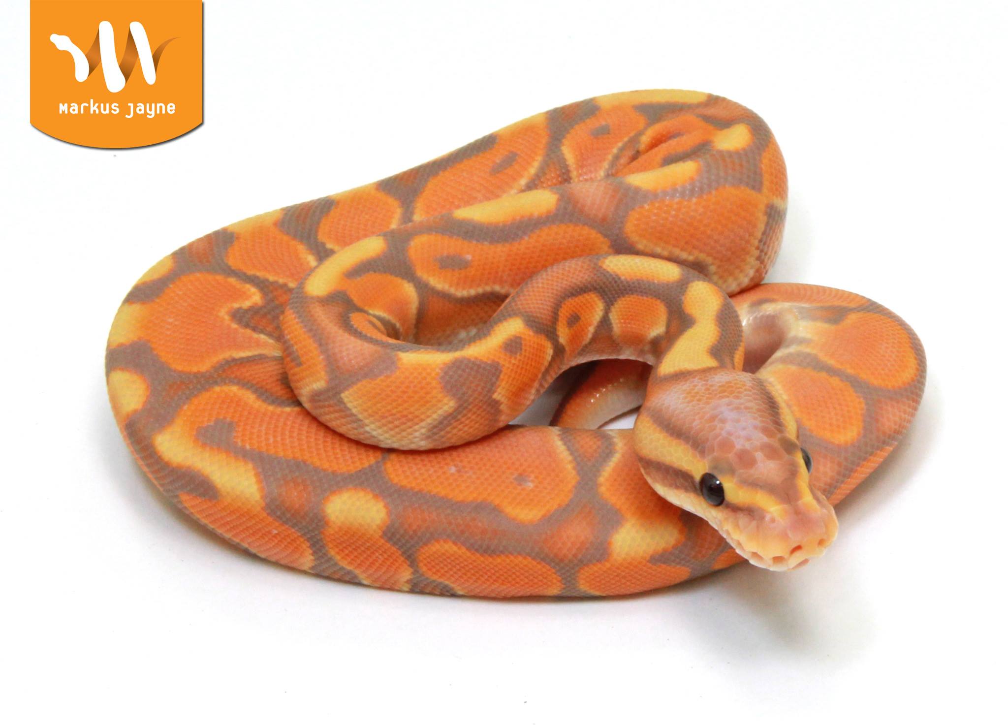 I think I may have screwed up!... - Markus Jayne Ball Pythons | Facebook