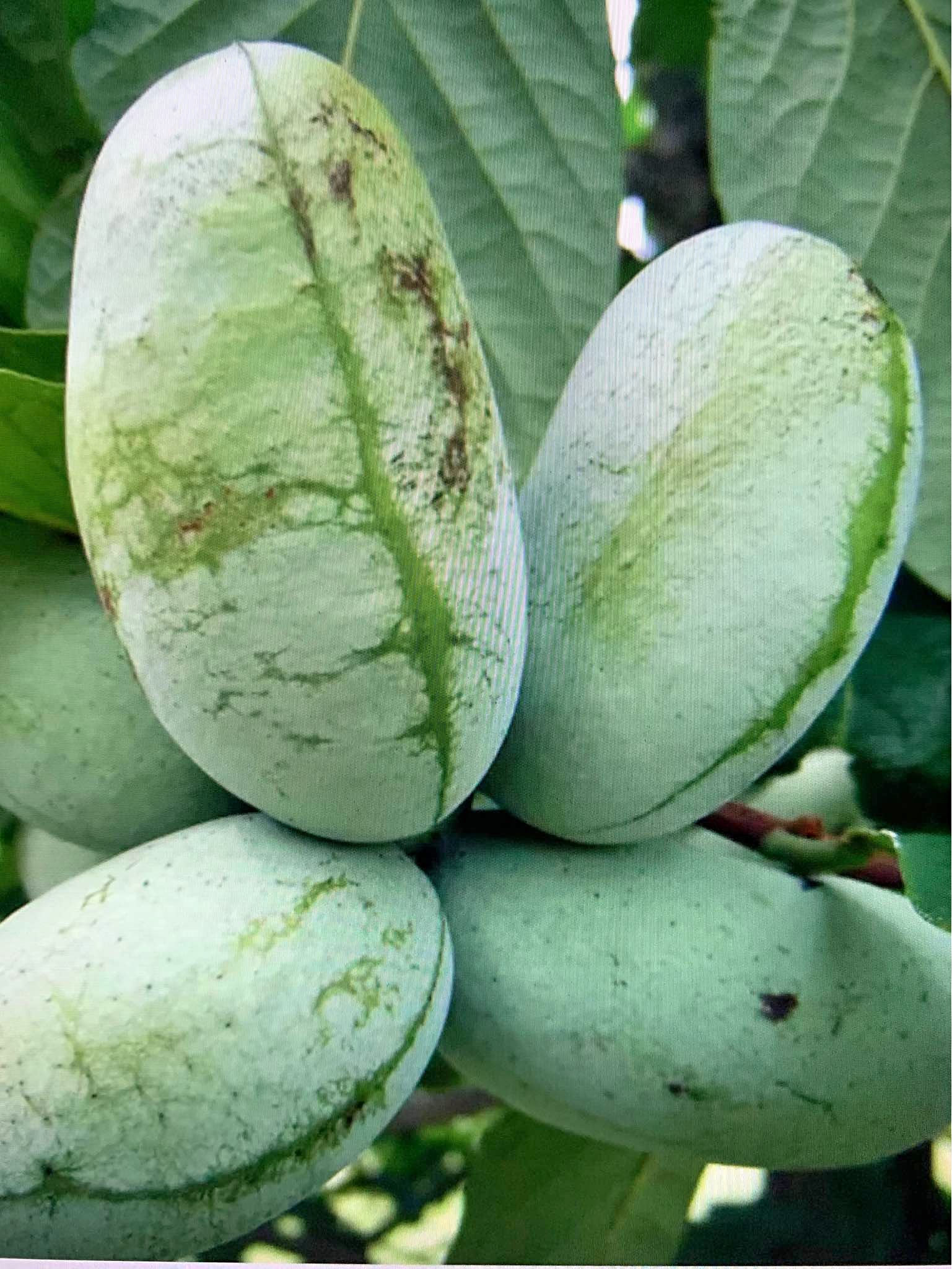 PAW PAW Trees for sale Spring 2026 - Plants & Seedlings - Erin, Ontario ...