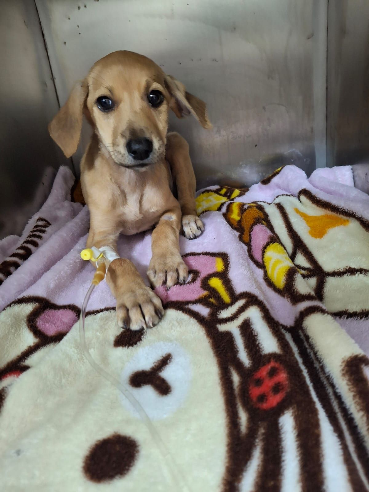 Pretty - HER EYES ARE SEEKING HELP FROM YOU, SHE'S SUFFERING FROM ...