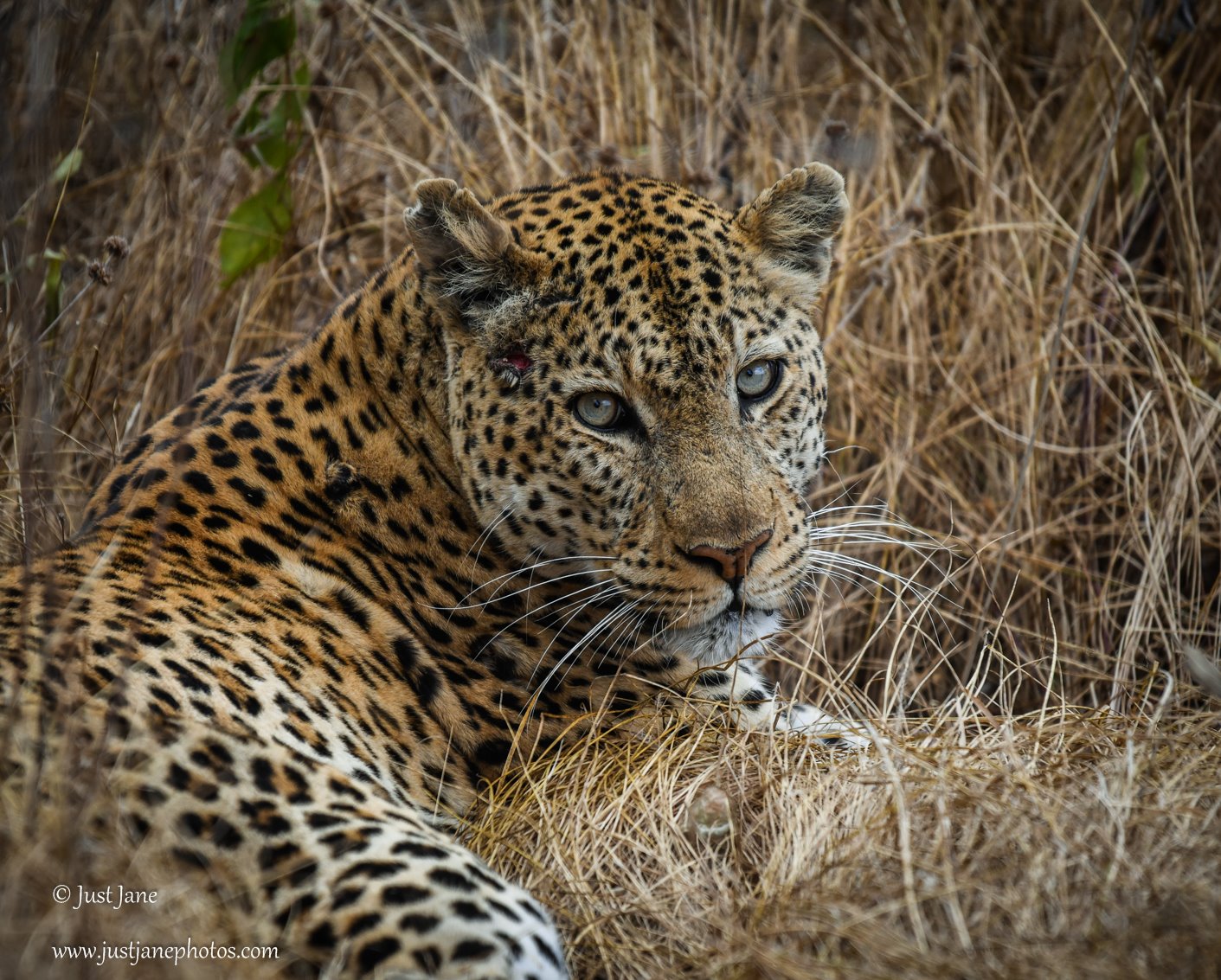 This is Richie, who was first spotted... - Mapunga Bush Camp | Facebook