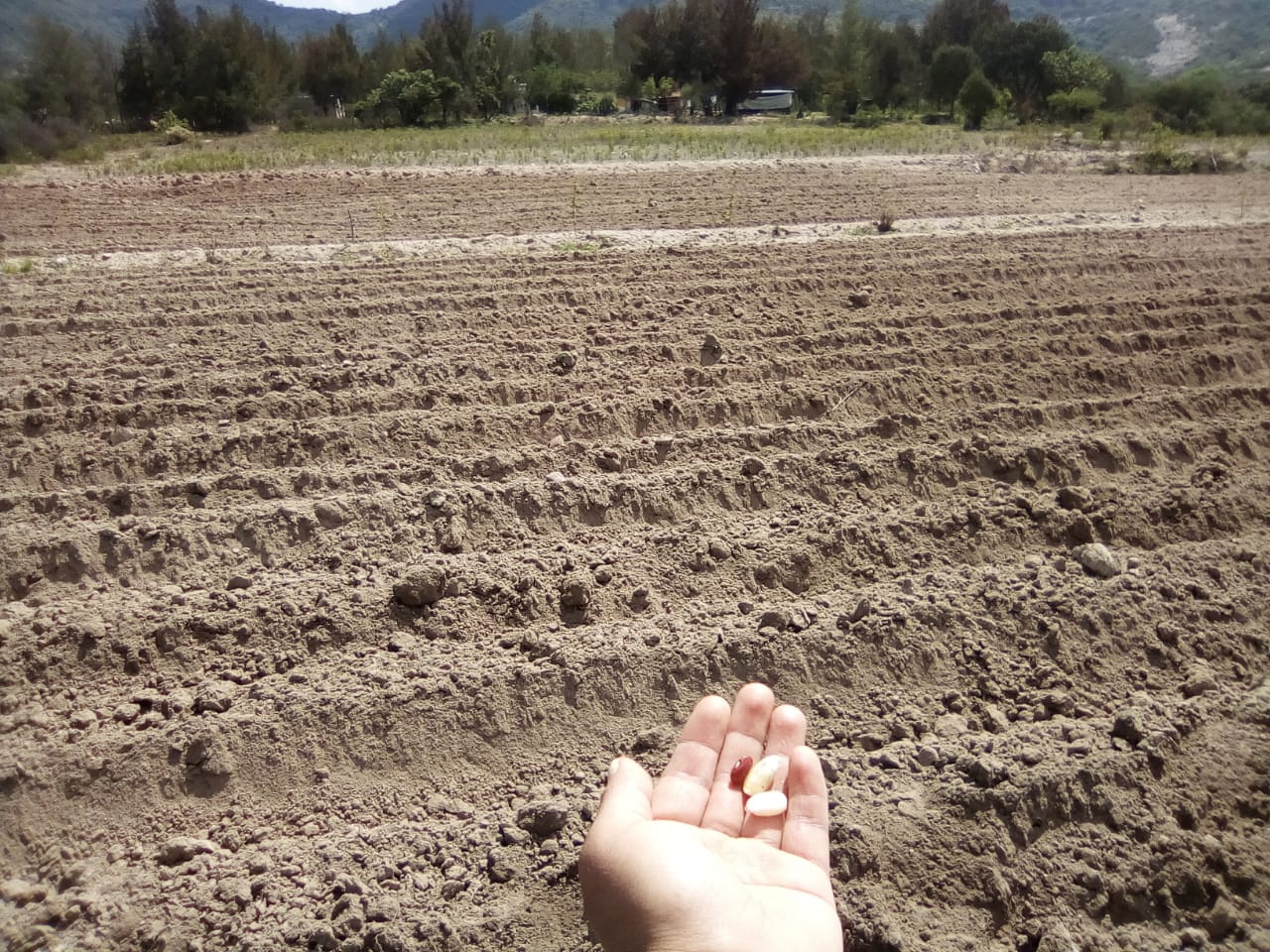 Sembremos la semilla para cosechar... - Bienestar con plantas