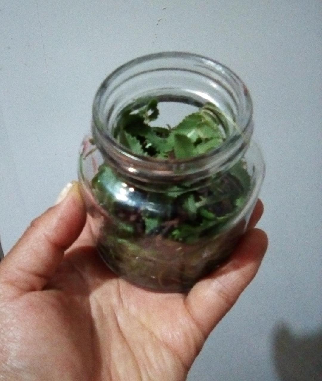 Sembremos la semilla para cosechar... - Bienestar con plantas