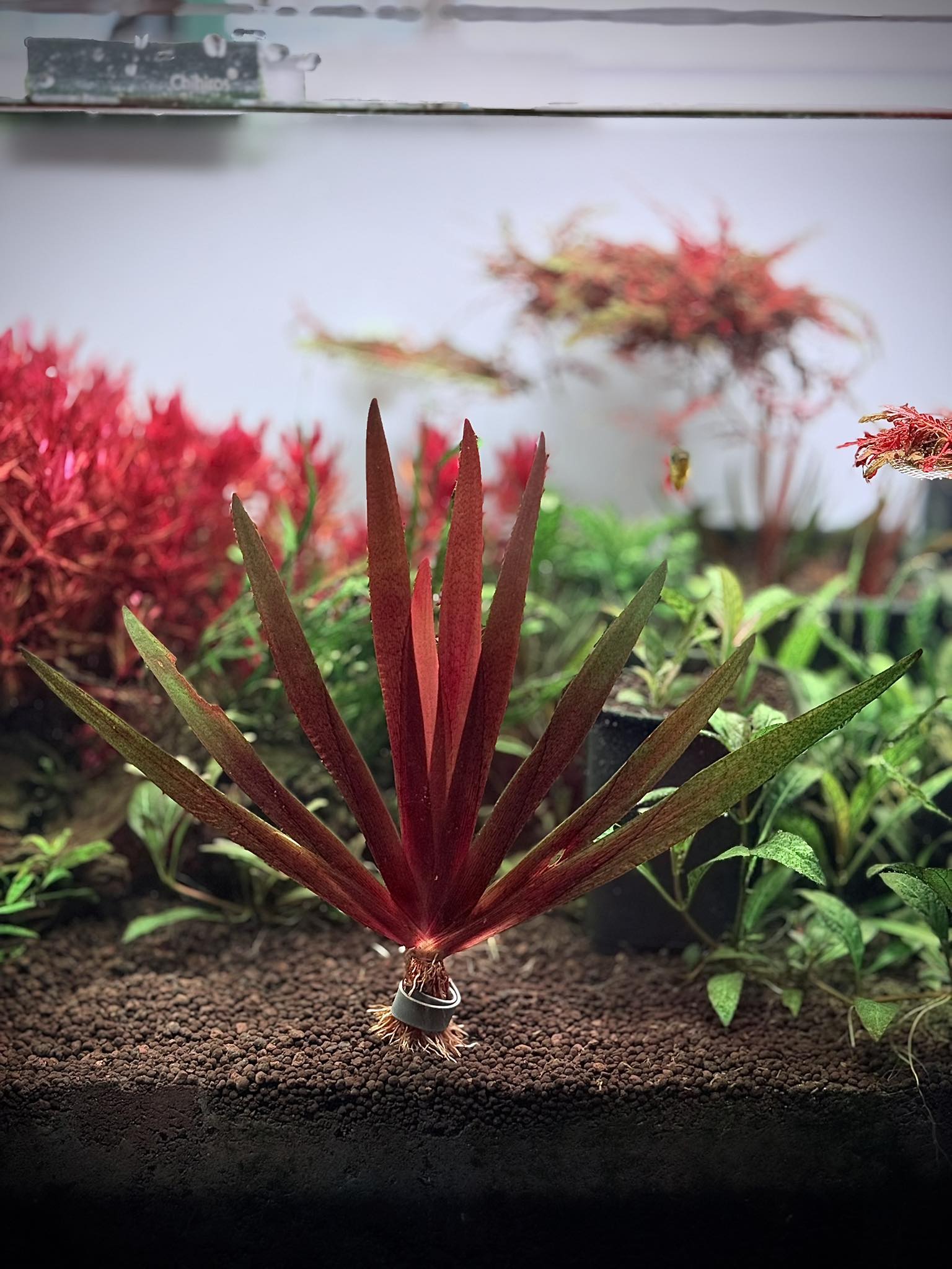 Xyris Sp. Red