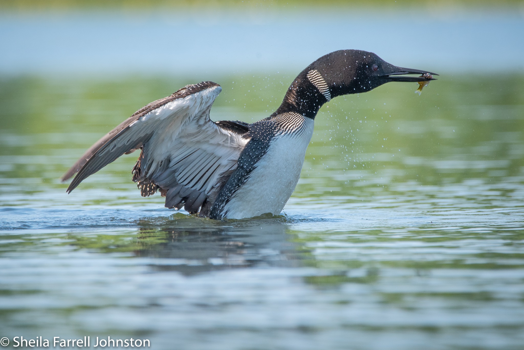 The Loon - Lena breaching after catching a small fish. | Facebook