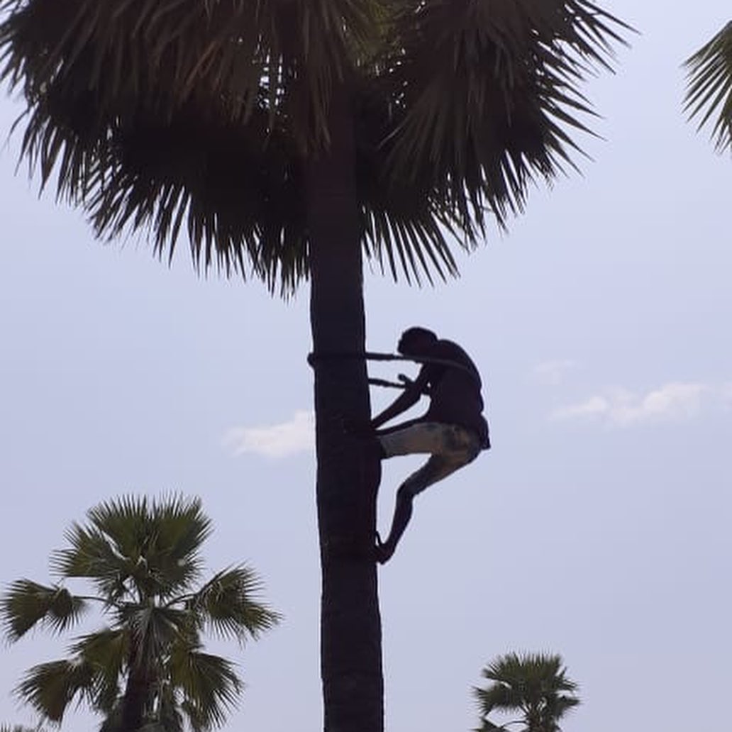 The toddy palm tree sacred to Balaram... - Devdutt Pattanaik