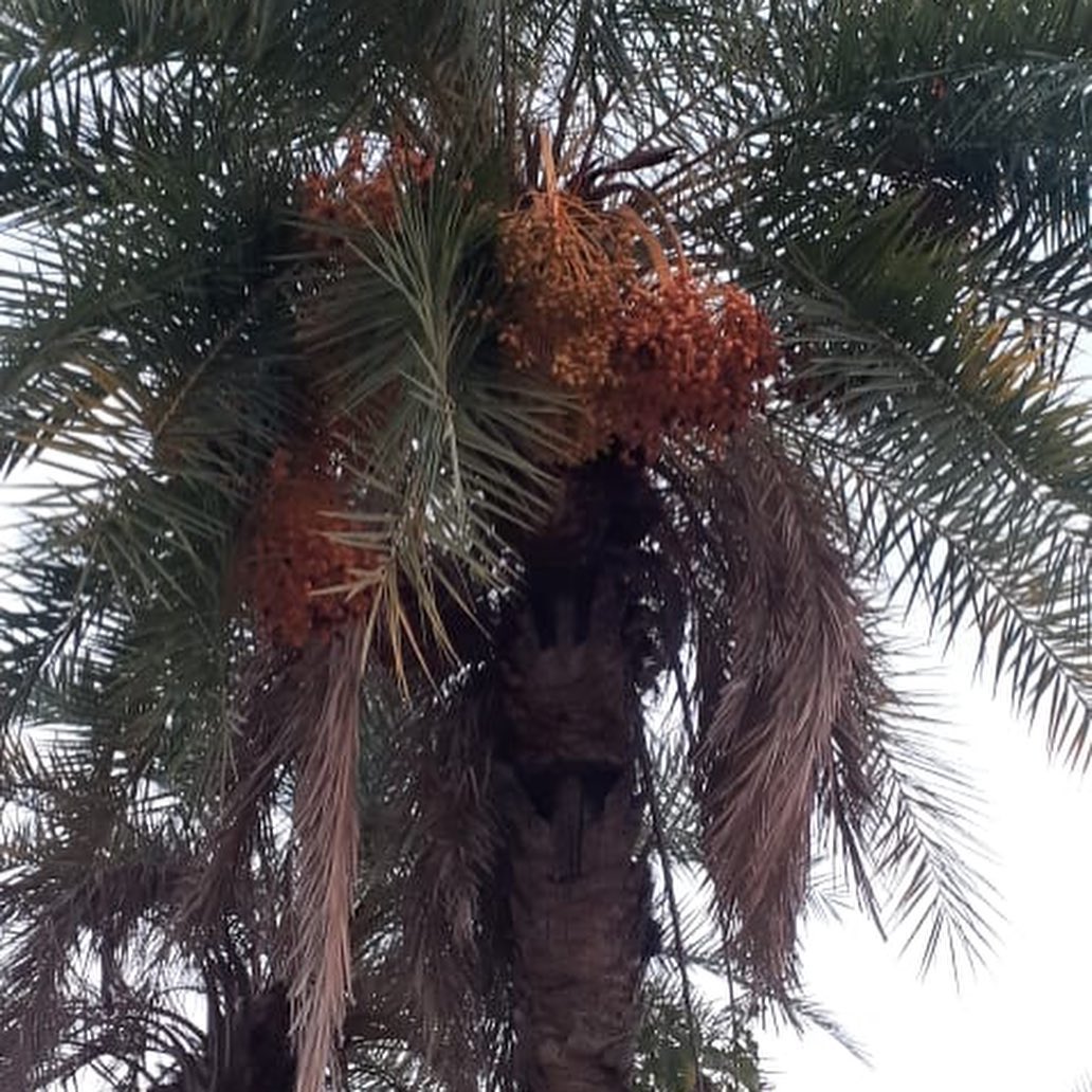 The toddy palm tree sacred to Balaram... - Devdutt Pattanaik