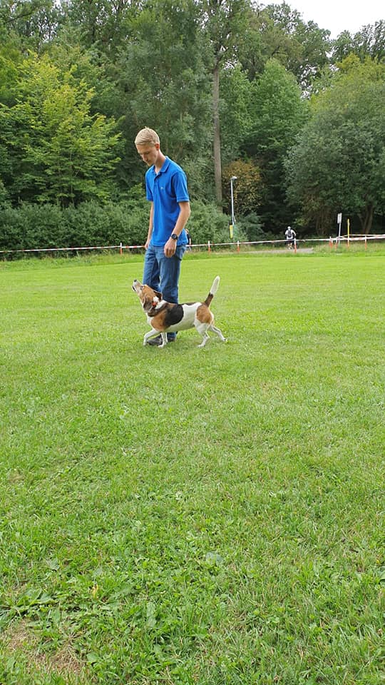 Working Beagle
