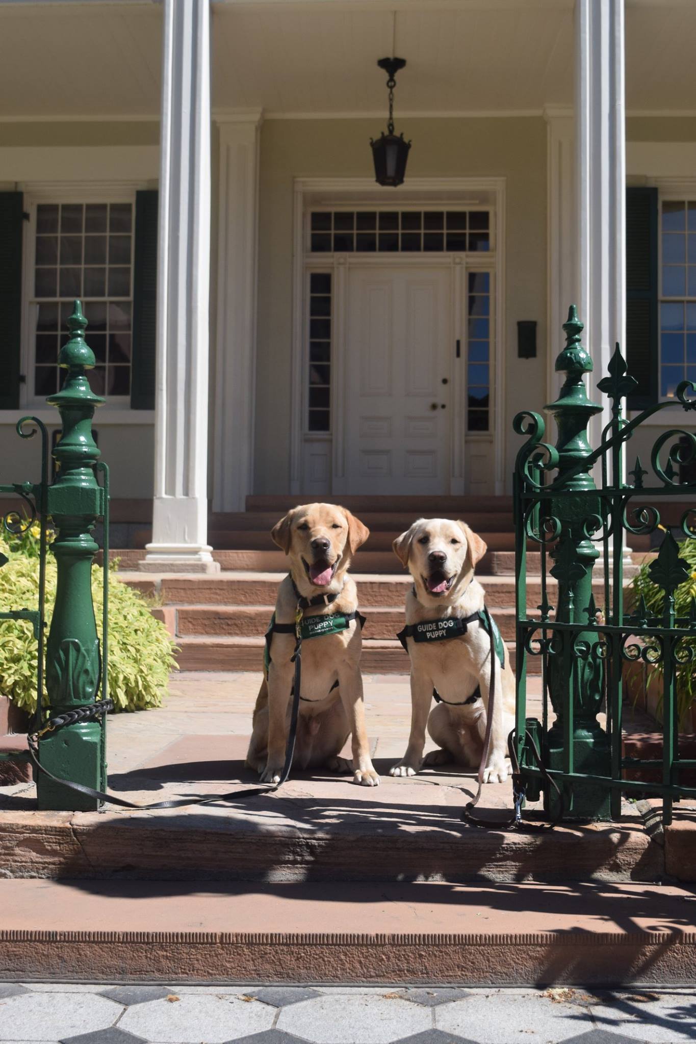 Yoshi's guide dog puppy training