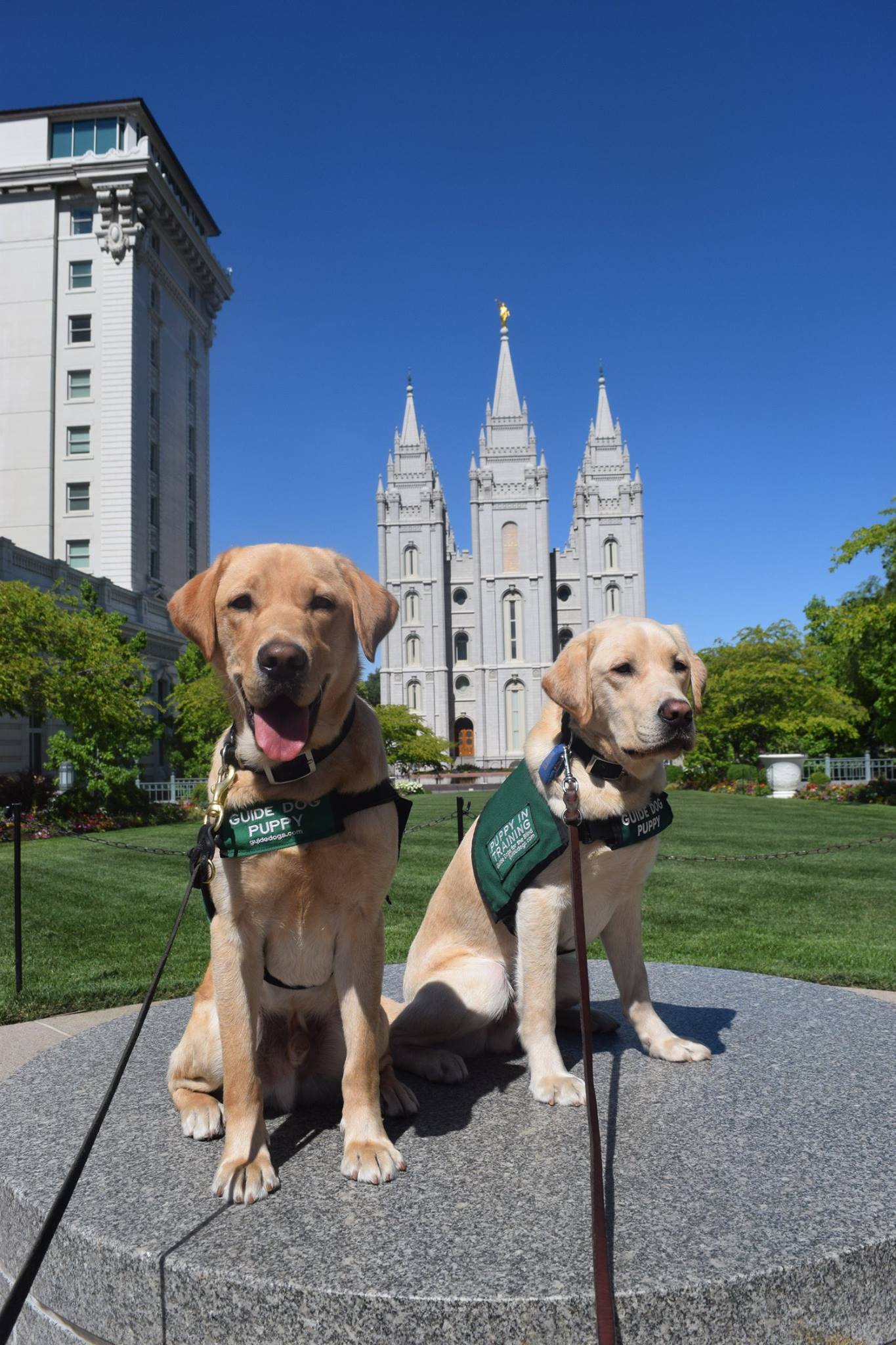 Yoshi's guide dog puppy training