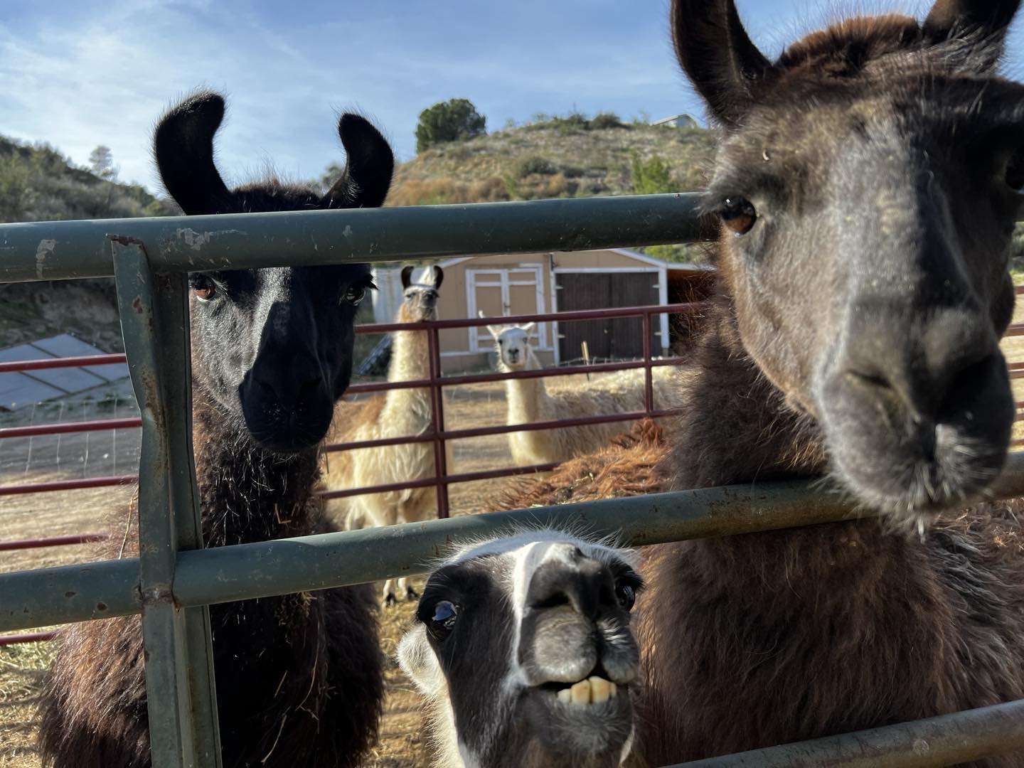 Long Look Ranch | Santa Clarita CA