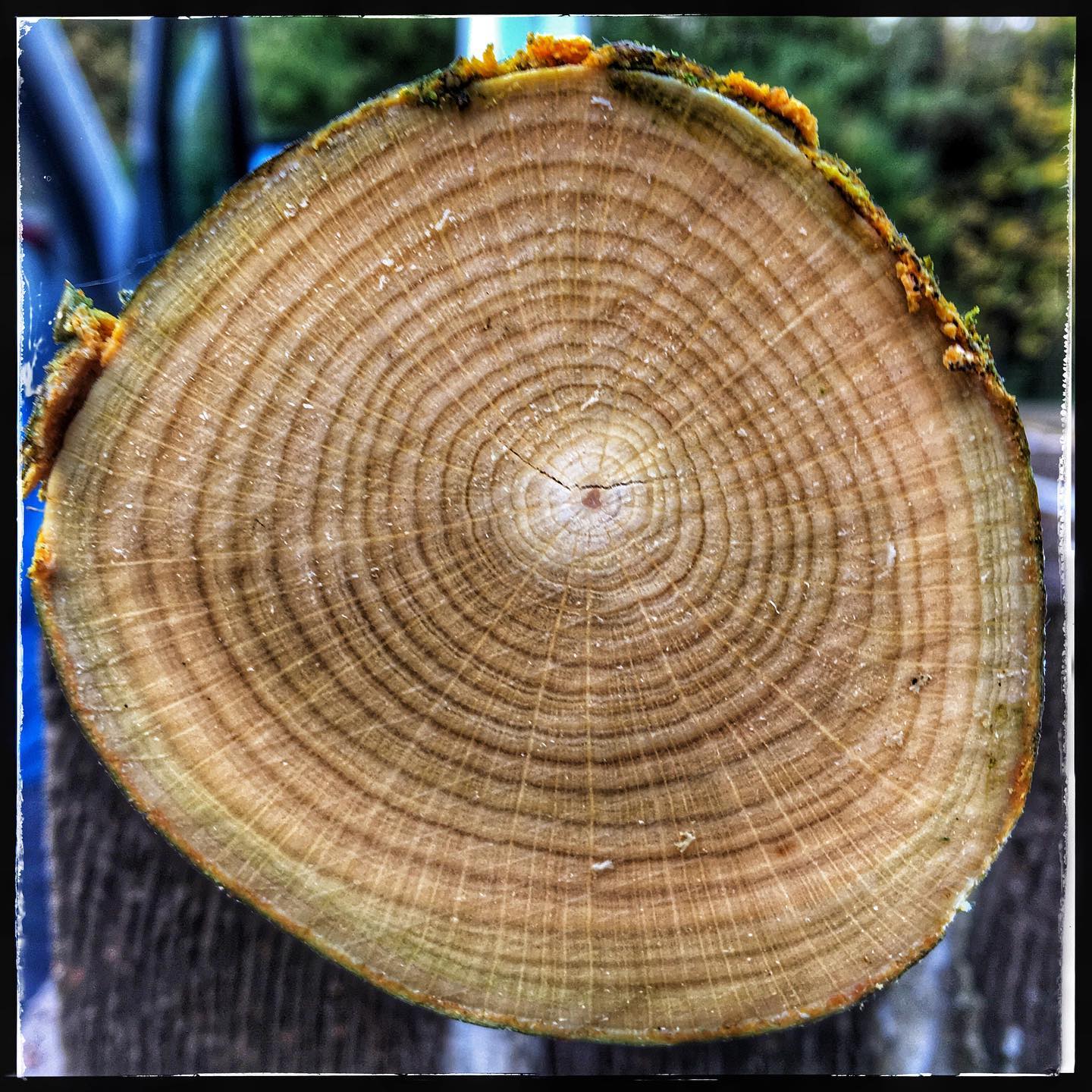 Here is a cut cross section of... - Tree Wise Urban Forestry | Facebook
