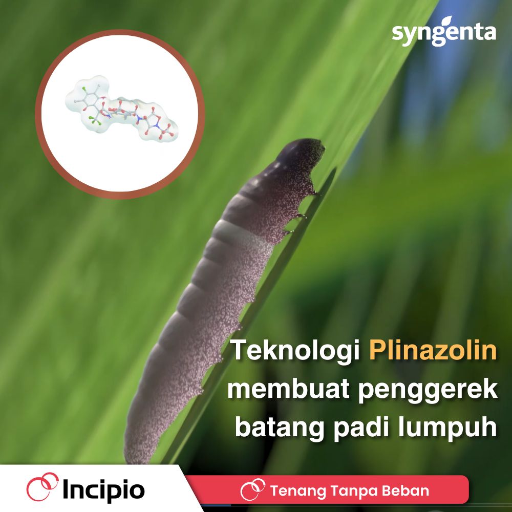 Halo Sahabat Botol Biru!... - Syngenta Rumah Tani Indonesia | Facebook
