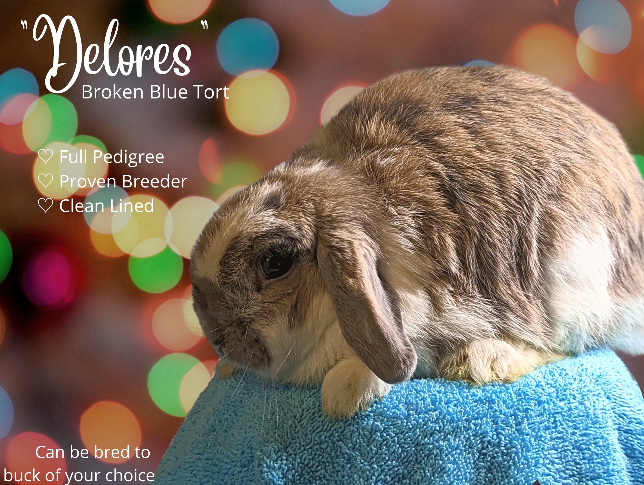 Dumplin' Rabbitry