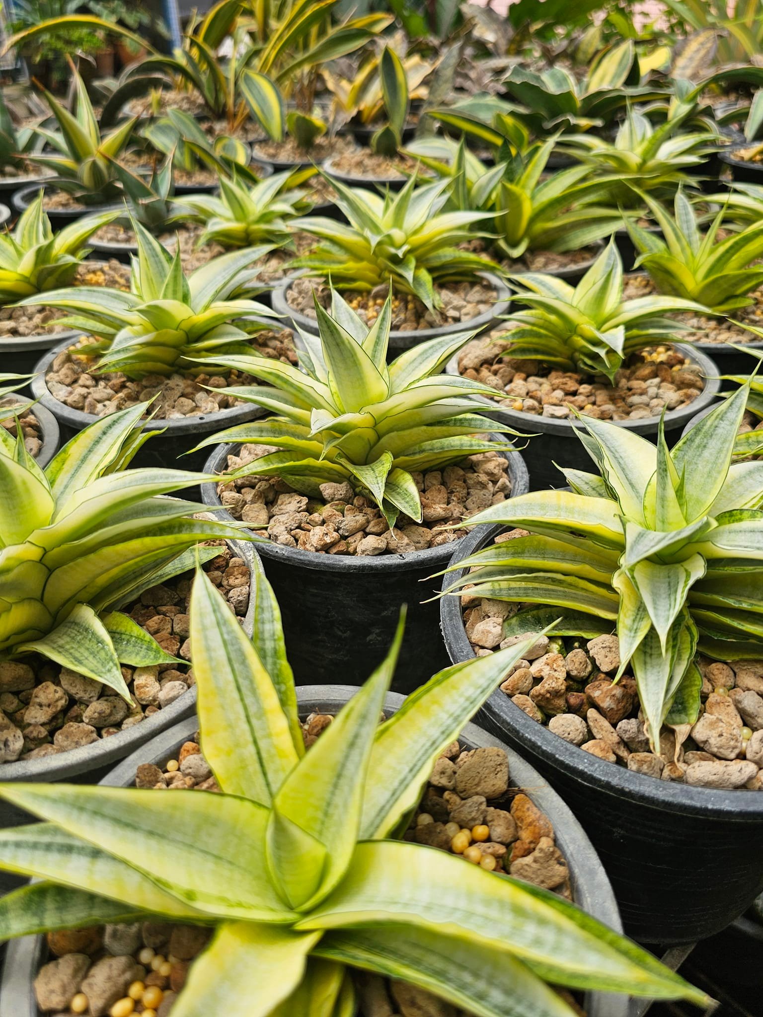 Sansevieria mafinga 'km.10 white variegated'
