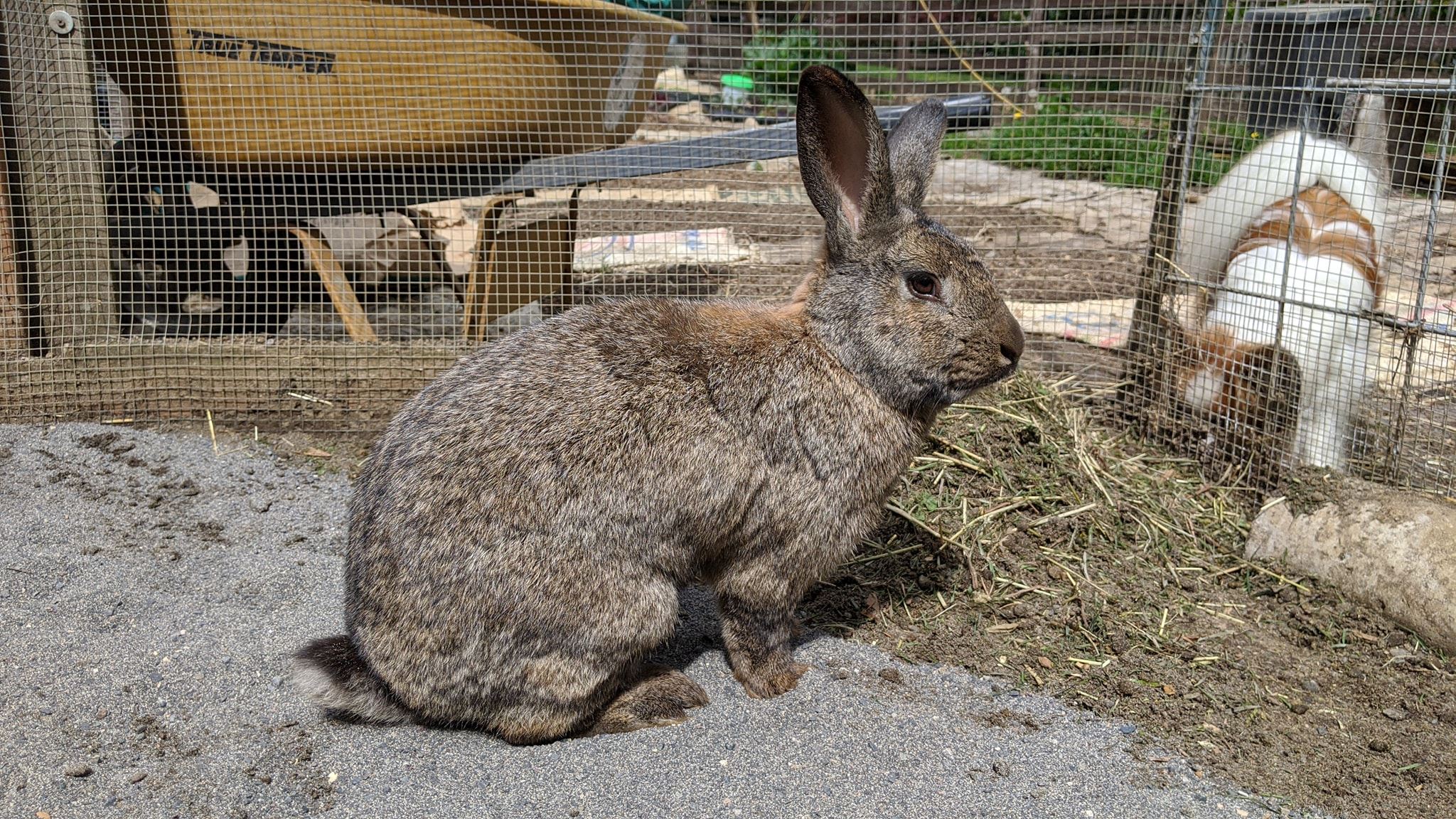 My very handsome buck rabbit...... - Cluck N' Chatter Ranch | Facebook