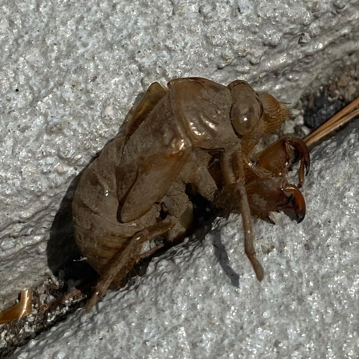 Offbeat Avenue - I believe this is a cicada exoskeleton.... | Facebook