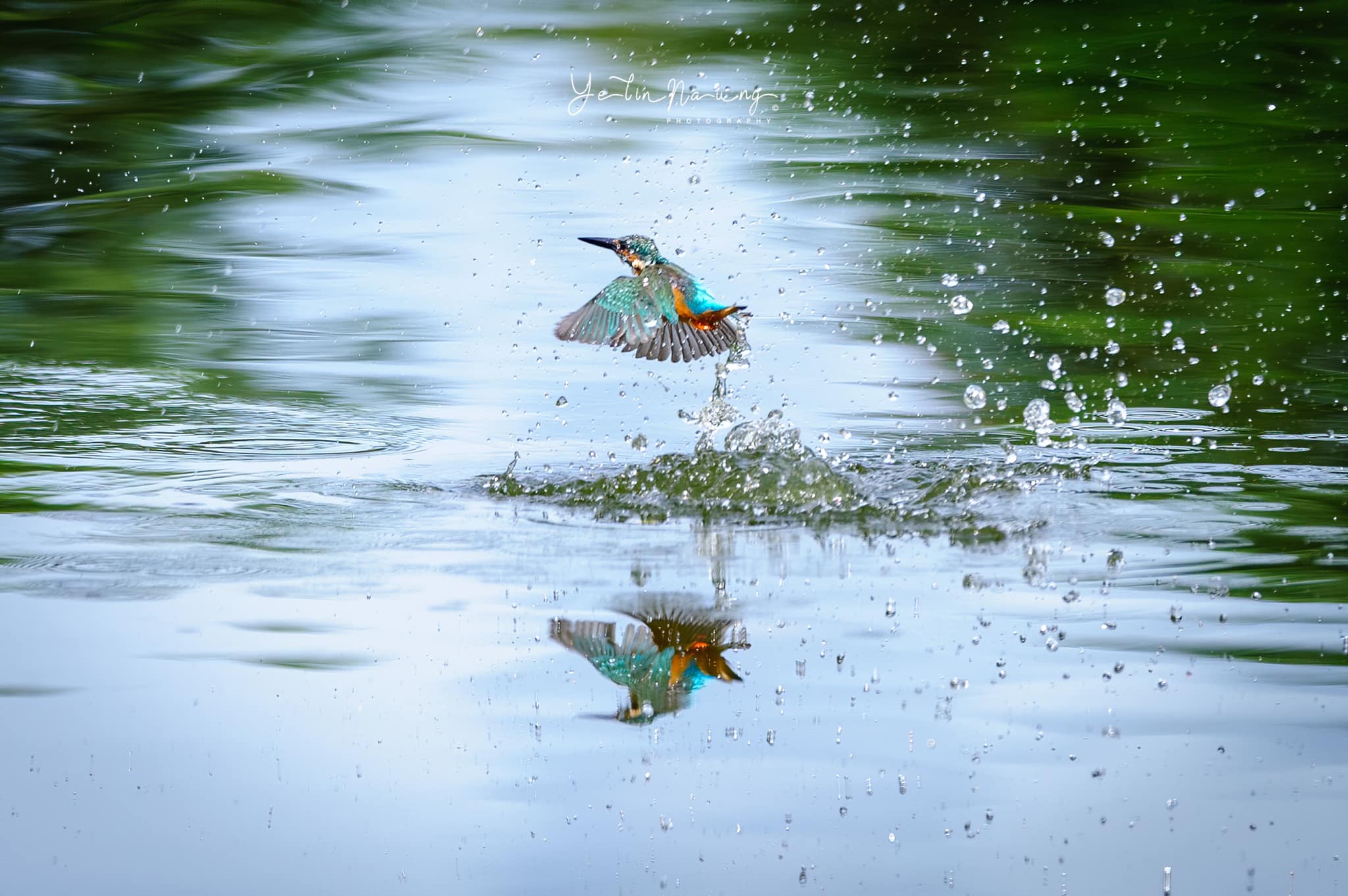 Common Kingfisher 📷20260519