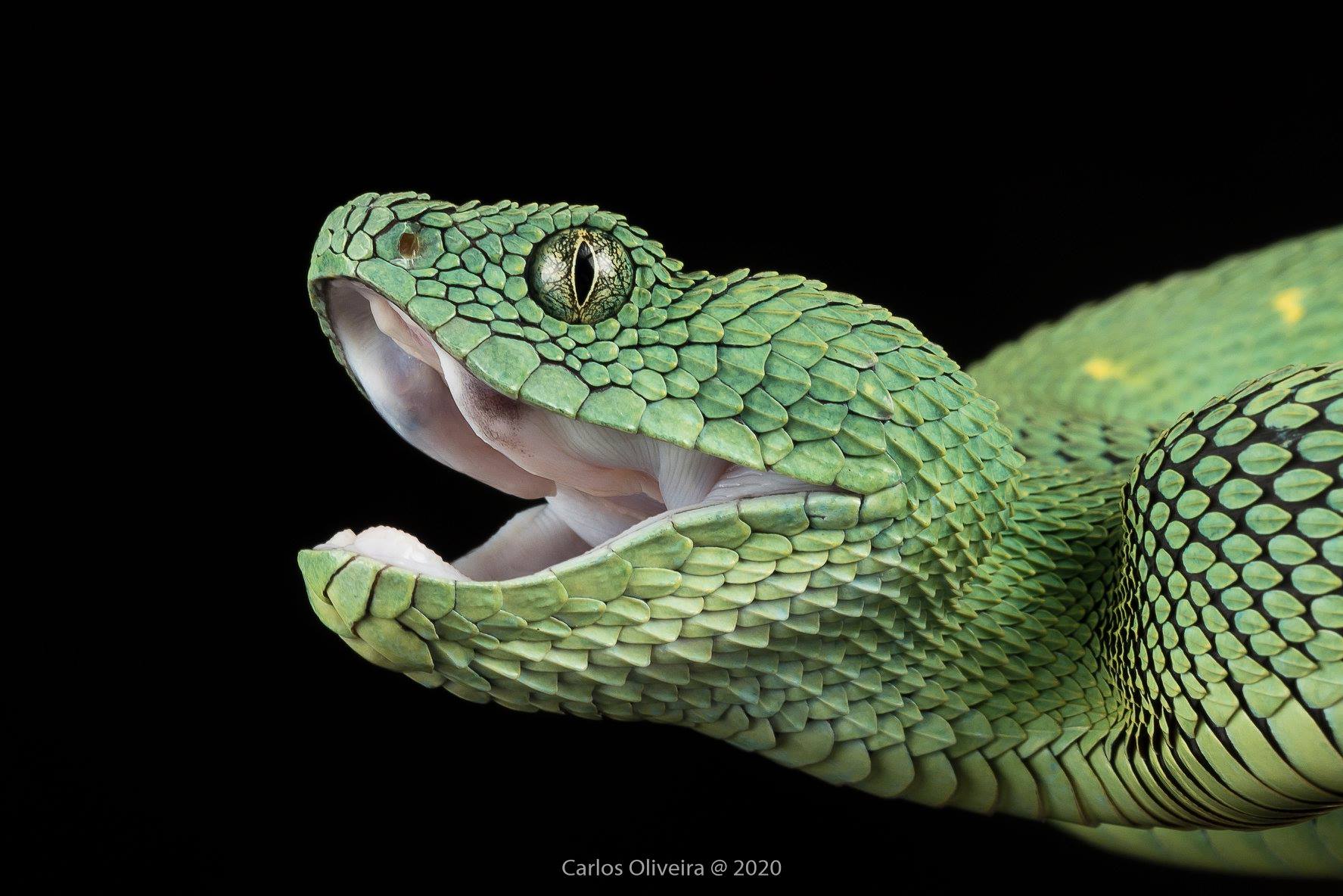 Smile 😄 West African bush viper photo... - The Reptile Report