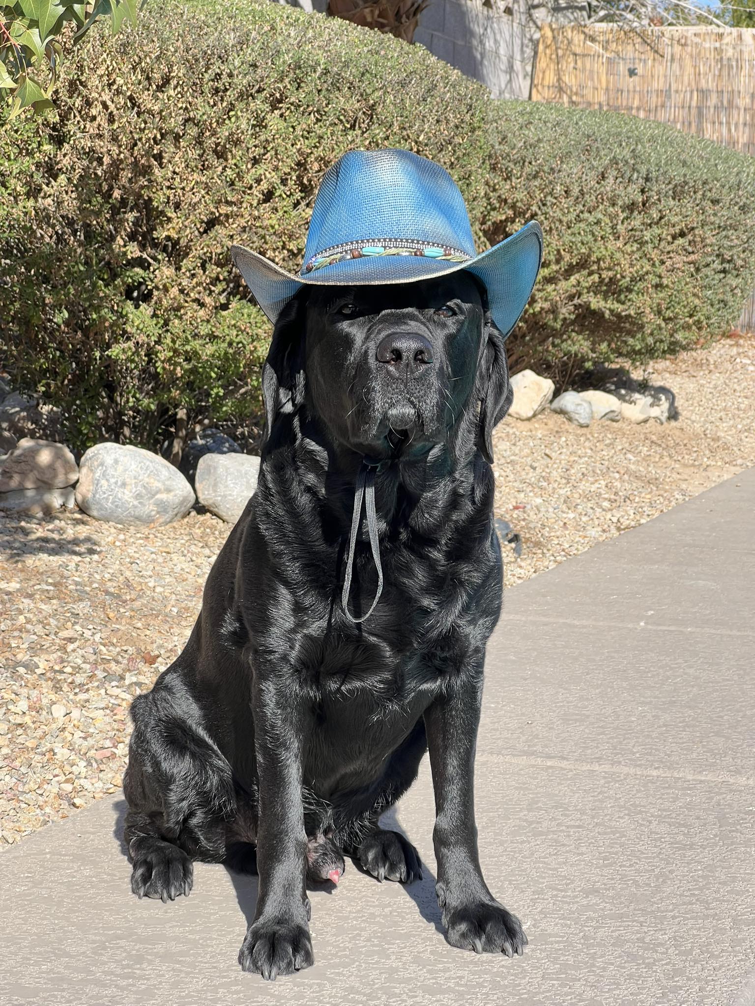 American Labrador Retrievers | Happy weekend everyone.🤠🐾 ️ | Facebook