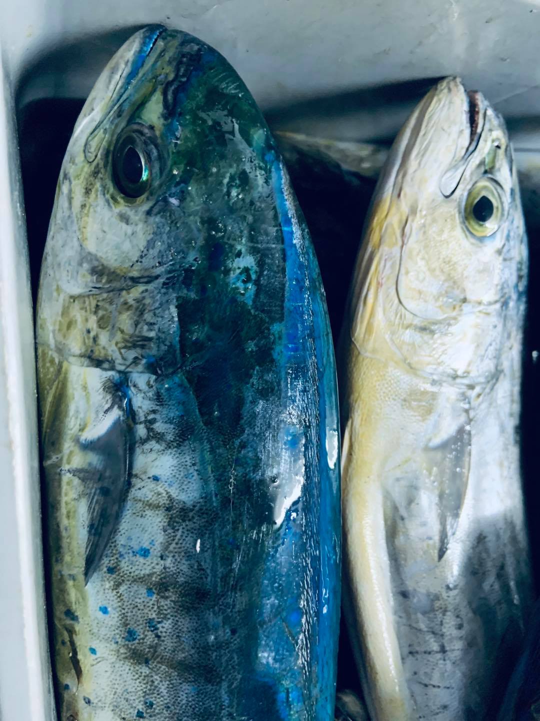 Micallef Fisheries Ltd | Mosta