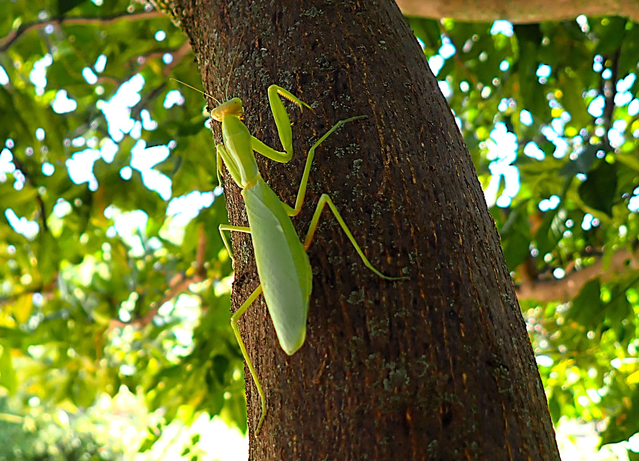 Praying mantis photo from Walbridge, Ohio