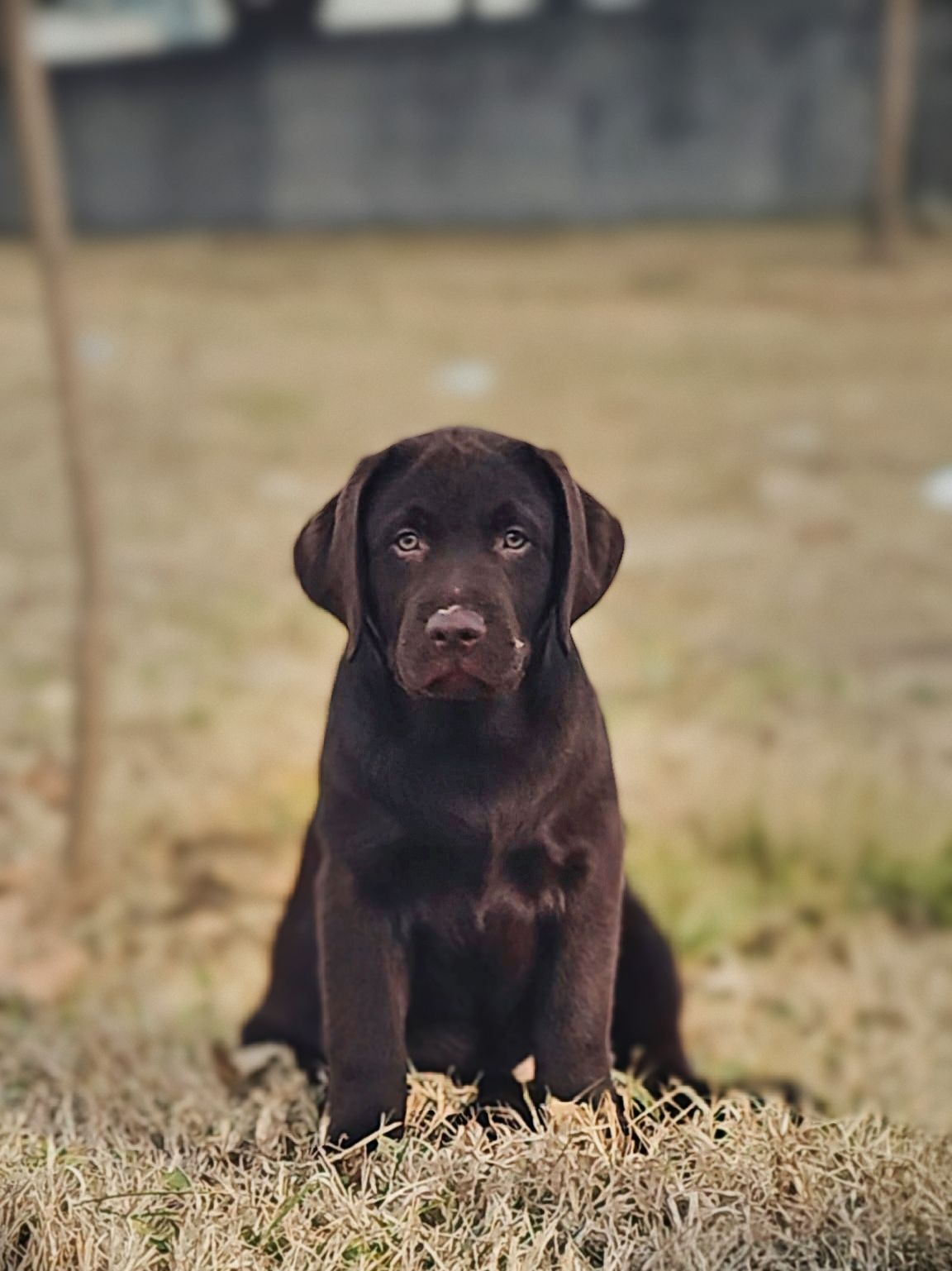 Labrador Cyprus | Facebook